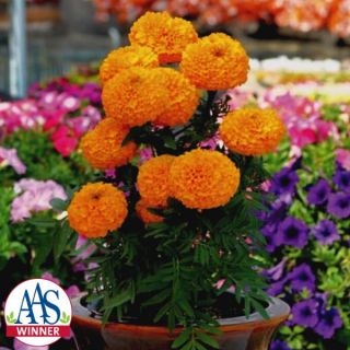 Big Duck Orange Marigold Thumbnail